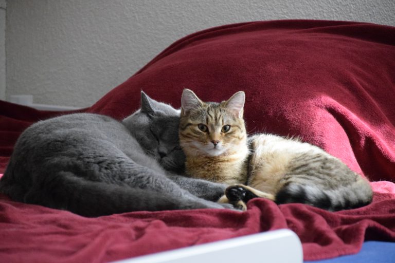Kater Merlin und Kater Bilbo
